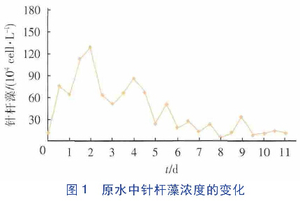 图1  原水中针杆藻浓度的变化